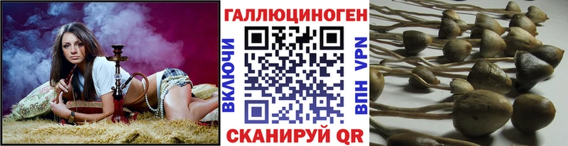 цена наркотик  Гаврилов Посад  MEGA ТОР  Псилоцибиновые грибы Magic Shrooms 